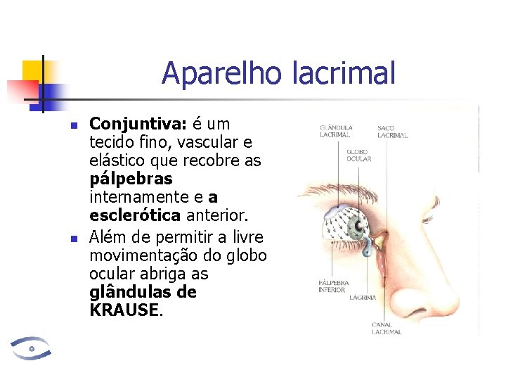 Aparelho lacrimal n n Conjuntiva: é um tecido fino, vascular e elástico que recobre