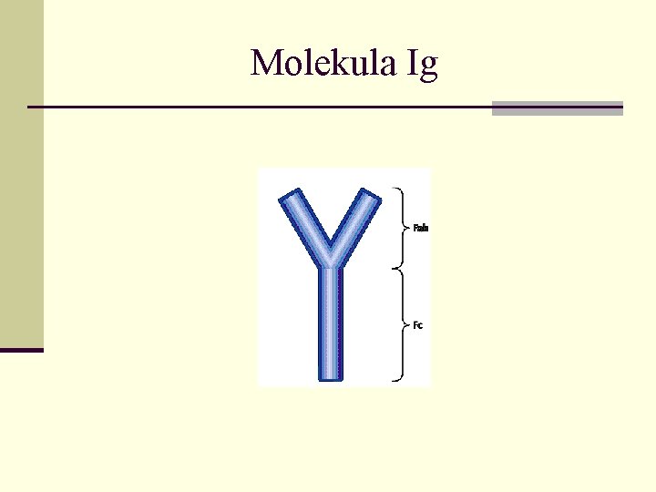 Molekula Ig Molekula Ig