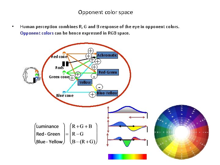 Opponent color space • Human perception combines R, G and B response of the