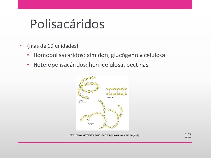 Polisacáridos • (mas de 10 unidades) • Homopolisacáridos: almidón, glucógeno y celulosa • Heteropolisacáridos: