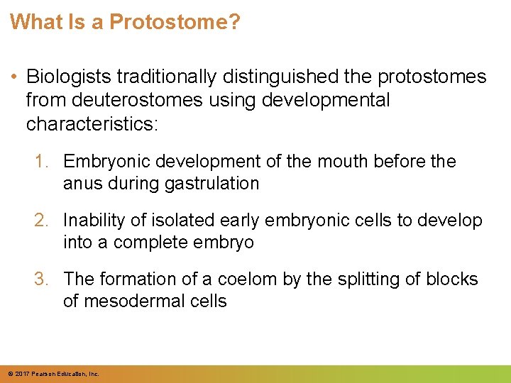 What Is a Protostome? • Biologists traditionally distinguished the protostomes from deuterostomes using developmental
