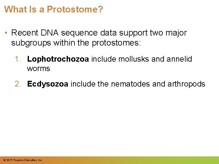 What Is a Protostome? • Recent DNA sequence data support two major subgroups within