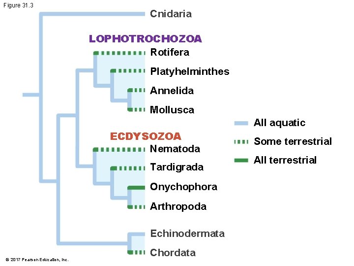 Figure 31. 3 Cnidaria LOPHOTROCHOZOA Rotifera Platyhelminthes Annelida Mollusca All aquatic ECDYSOZOA Nematoda Tardigrada