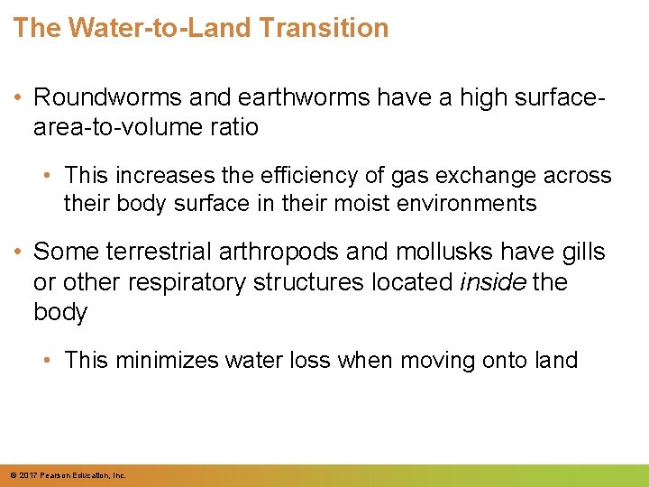 The Water-to-Land Transition • Roundworms and earthworms have a high surfacearea-to-volume ratio • This
