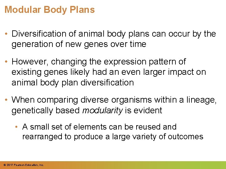 Modular Body Plans • Diversification of animal body plans can occur by the generation