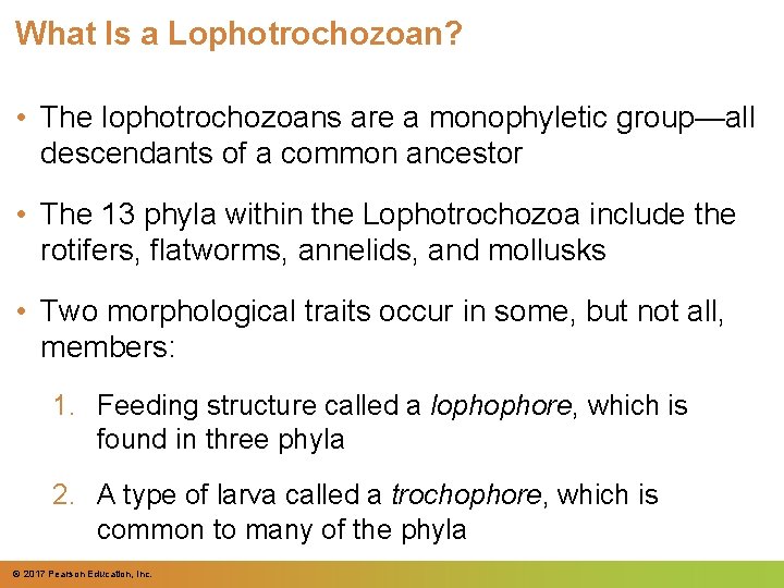 What Is a Lophotrochozoan? • The lophotrochozoans are a monophyletic group—all descendants of a