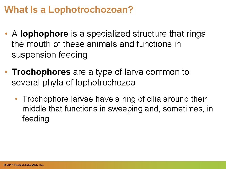 What Is a Lophotrochozoan? • A lophophore is a specialized structure that rings the