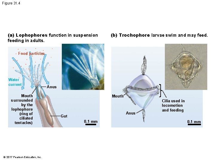Figure 31. 4 (a) Lophophores function in suspension feeding in adults. (b) Trochophore larvae