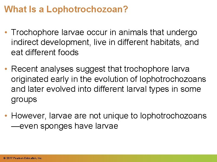 What Is a Lophotrochozoan? • Trochophore larvae occur in animals that undergo indirect development,