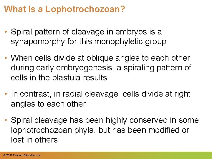 What Is a Lophotrochozoan? • Spiral pattern of cleavage in embryos is a synapomorphy