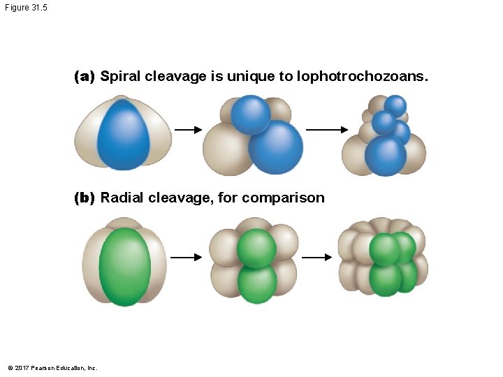 Figure 31. 5 (a) Spiral cleavage is unique to lophotrochozoans. (b) Radial cleavage, for