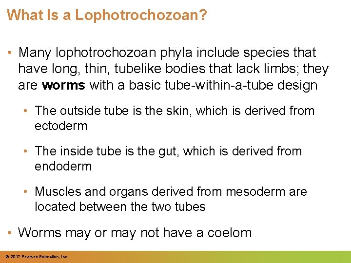 What Is a Lophotrochozoan? • Many lophotrochozoan phyla include species that have long, thin,
