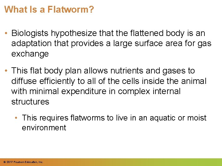 What Is a Flatworm? • Biologists hypothesize that the flattened body is an adaptation
