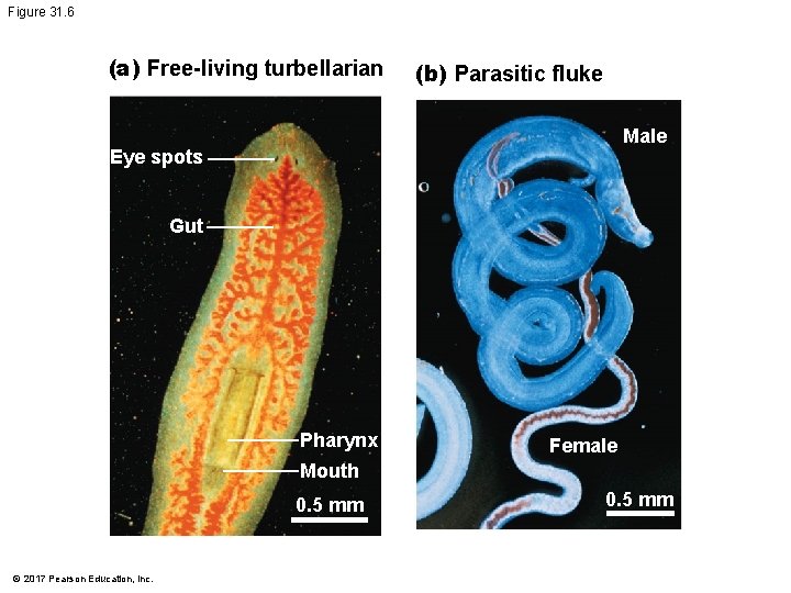 Figure 31. 6 (a) Free-living turbellarian (b) Parasitic fluke Male Eye spots Gut Pharynx