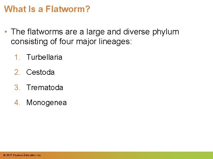 What Is a Flatworm? • The flatworms are a large and diverse phylum consisting
