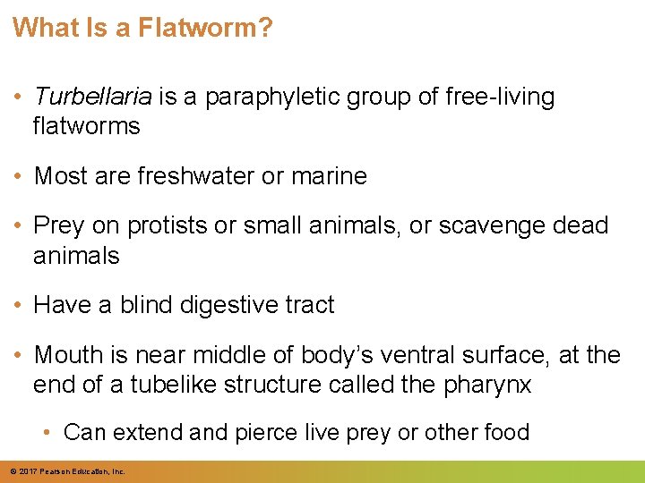 What Is a Flatworm? • Turbellaria is a paraphyletic group of free-living flatworms •