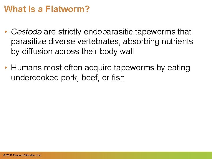 What Is a Flatworm? • Cestoda are strictly endoparasitic tapeworms that parasitize diverse vertebrates,