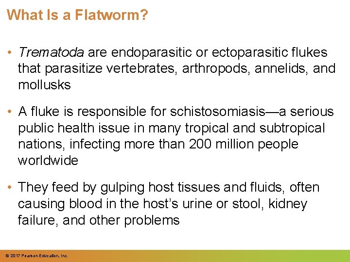 What Is a Flatworm? • Trematoda are endoparasitic or ectoparasitic flukes that parasitize vertebrates,