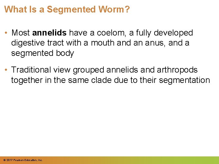 What Is a Segmented Worm? • Most annelids have a coelom, a fully developed