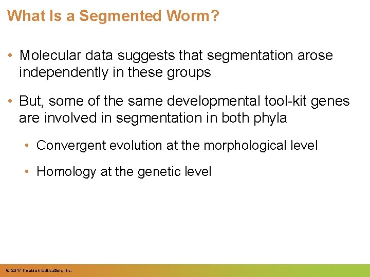 What Is a Segmented Worm? • Molecular data suggests that segmentation arose independently in