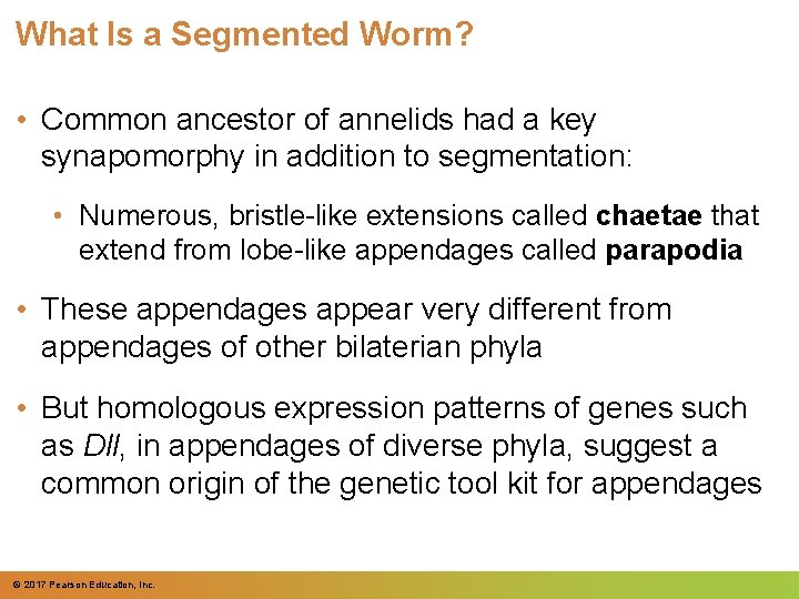 What Is a Segmented Worm? • Common ancestor of annelids had a key synapomorphy