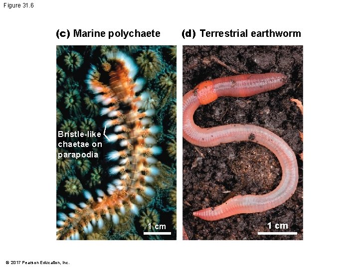 Figure 31. 6 (c) Marine polychaete (d) Terrestrial earthworm Bristle-like chaetae on parapodia 1