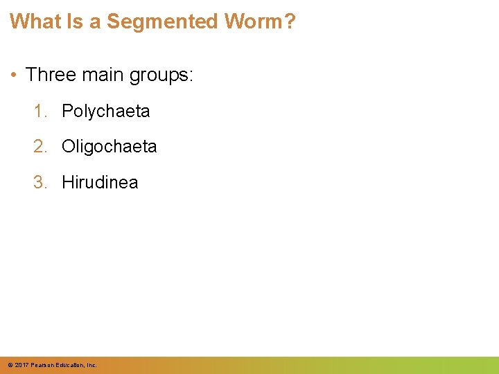 What Is a Segmented Worm? • Three main groups: 1. Polychaeta 2. Oligochaeta 3.