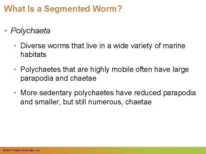 What Is a Segmented Worm? • Polychaeta • Diverse worms that live in a