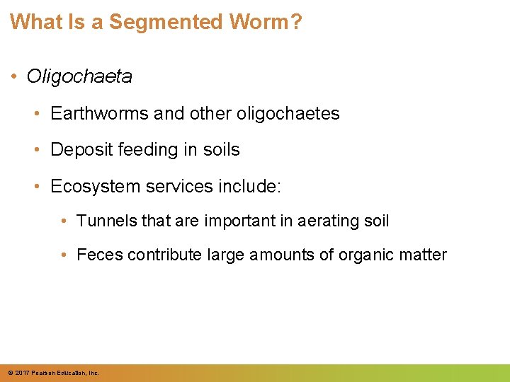 What Is a Segmented Worm? • Oligochaeta • Earthworms and other oligochaetes • Deposit