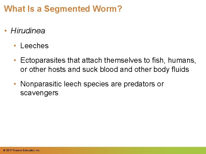 What Is a Segmented Worm? • Hirudinea • Leeches • Ectoparasites that attach themselves