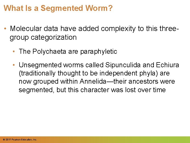 What Is a Segmented Worm? • Molecular data have added complexity to this threegroup