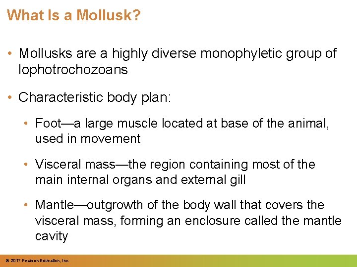 What Is a Mollusk? • Mollusks are a highly diverse monophyletic group of lophotrochozoans