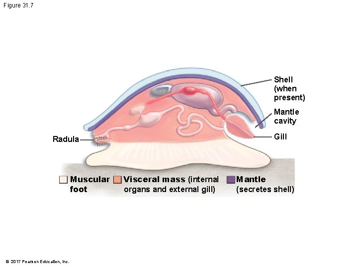 Figure 31. 7 Shell (when present) Mantle cavity Gill Radula Muscular foot © 2017