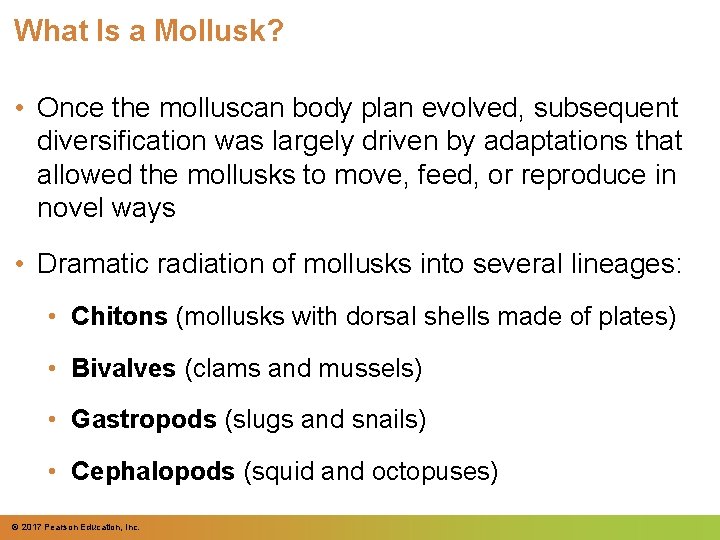 What Is a Mollusk? • Once the molluscan body plan evolved, subsequent diversification was