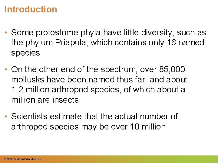 Introduction • Some protostome phyla have little diversity, such as the phylum Priapula, which