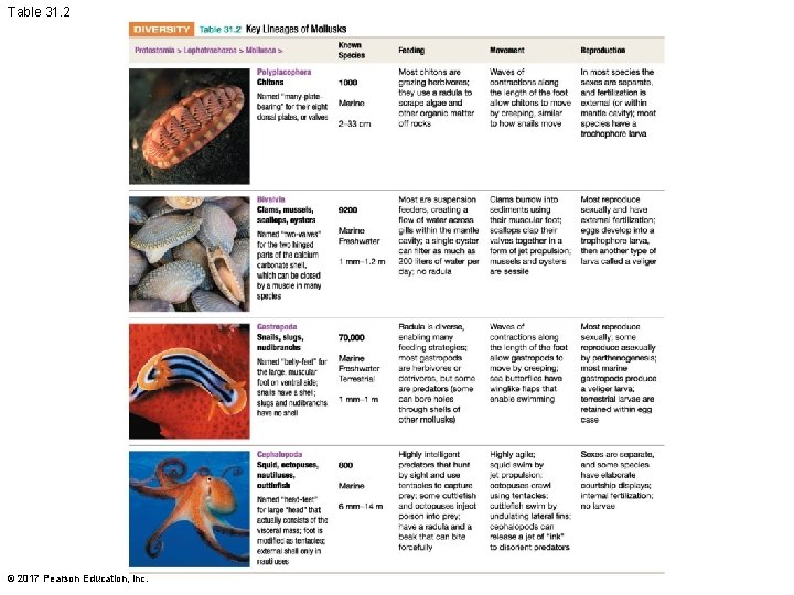 Table 31. 2 © 2017 Pearson Education, Inc. 