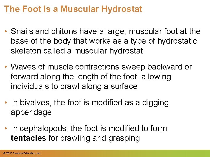 The Foot Is a Muscular Hydrostat • Snails and chitons have a large, muscular
