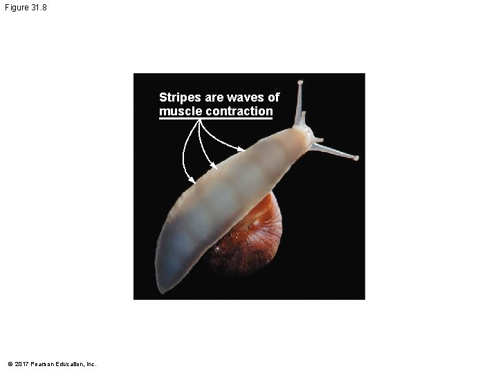 Figure 31. 8 Stripes are waves of muscle contraction © 2017 Pearson Education, Inc.