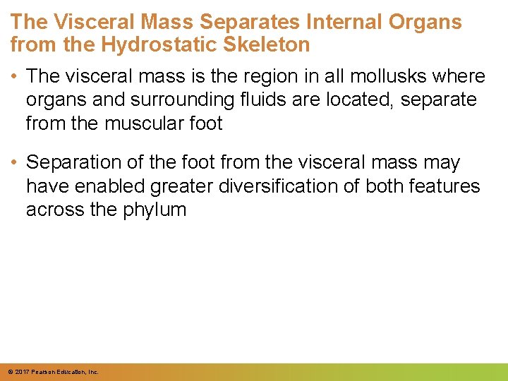 The Visceral Mass Separates Internal Organs from the Hydrostatic Skeleton • The visceral mass