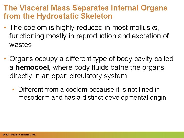 The Visceral Mass Separates Internal Organs from the Hydrostatic Skeleton • The coelom is