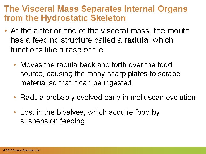 The Visceral Mass Separates Internal Organs from the Hydrostatic Skeleton • At the anterior