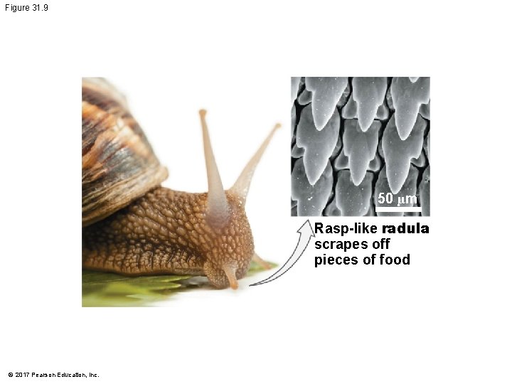 Figure 31. 9 50 µm Rasp-like radula scrapes off pieces of food © 2017