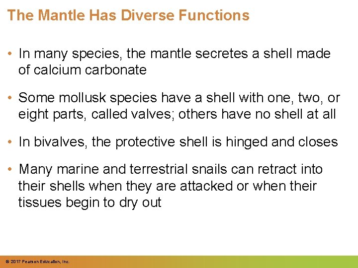 The Mantle Has Diverse Functions • In many species, the mantle secretes a shell