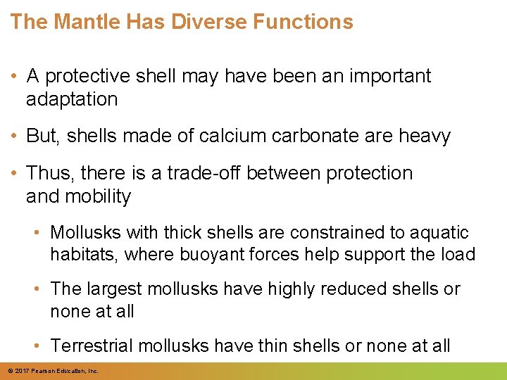 The Mantle Has Diverse Functions • A protective shell may have been an important