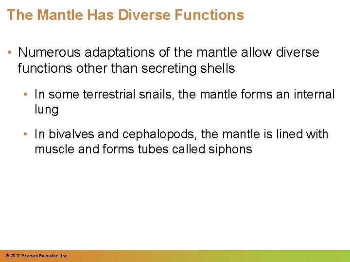 The Mantle Has Diverse Functions • Numerous adaptations of the mantle allow diverse functions