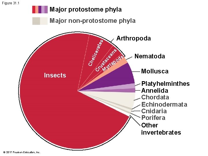 Figure 31. 1 Major protostome phyla Major non-protostome phyla Insects s an ce ta