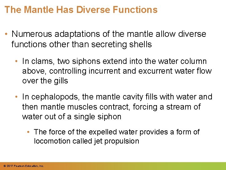 The Mantle Has Diverse Functions • Numerous adaptations of the mantle allow diverse functions