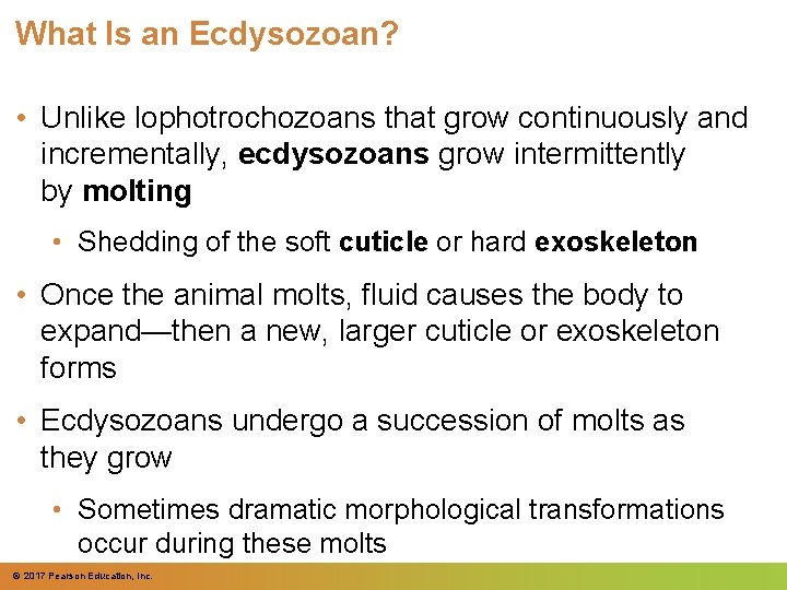 What Is an Ecdysozoan? • Unlike lophotrochozoans that grow continuously and incrementally, ecdysozoans grow