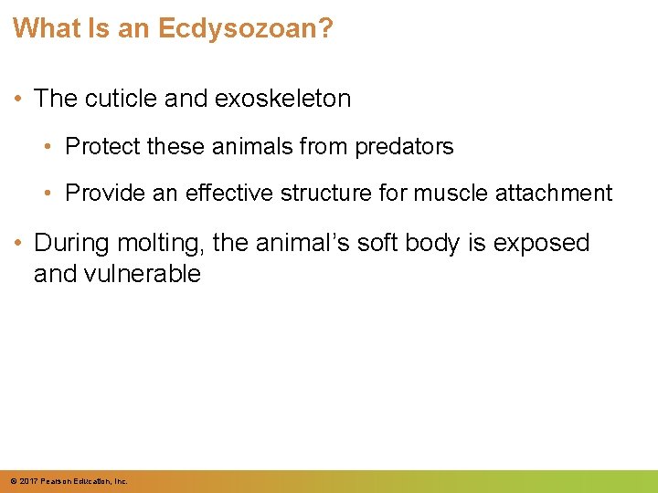 What Is an Ecdysozoan? • The cuticle and exoskeleton • Protect these animals from