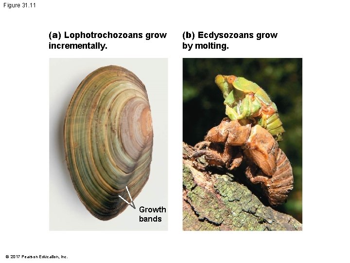 Figure 31. 11 (a) Lophotrochozoans grow incrementally. Growth bands © 2017 Pearson Education, Inc.